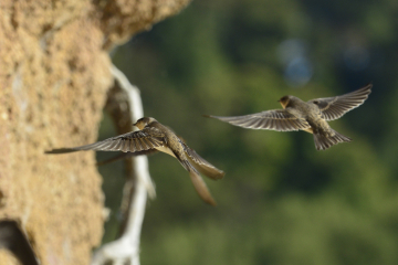 Sand martins have returned